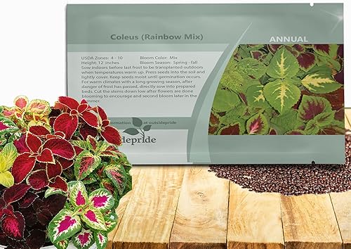 Outsidepride Rainbow Mix Semillas de Coleus para plantar, 5000 unidades, anuales, compactas y fáciles de cultivar, semillas de flores con follaje