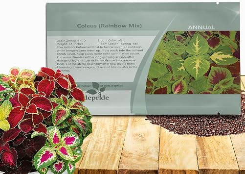 Outsidepride Rainbow Mix Coleus Seeds for Planting - 5000 Pcs Annual, Compact, Easy to Grow, Flower Seeds with Serrated Foliage, Ideal for Shaded Areas, Containers, Borders, Gardens