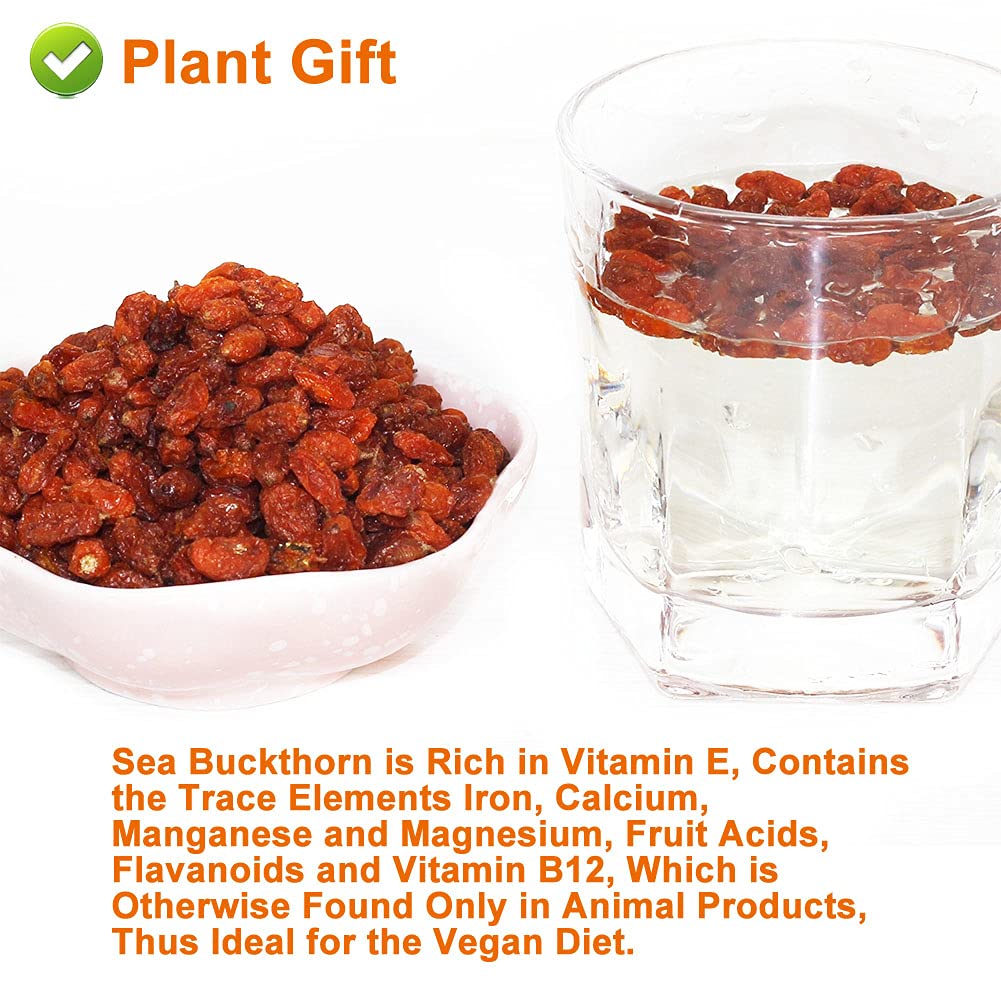 PlantGift Dried Sea Buckthorn Berries 80G/2.82oz 沙棘果 Whole Berries,Dried Extremely Gently, No Additives, High B12 Content, Organic Dried Fruit