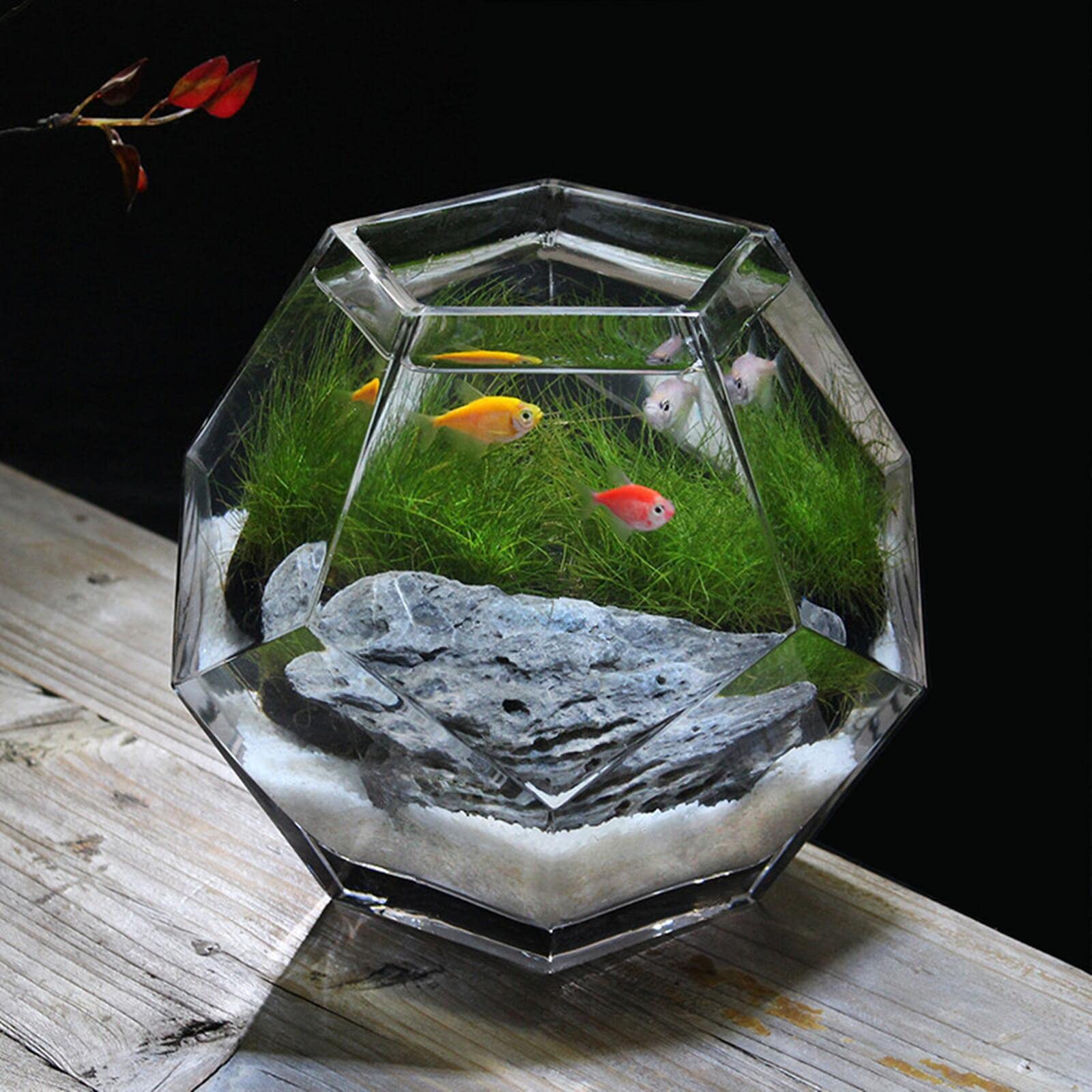 Amazon | 金魚鉢 水槽 苔テラリウム 多面体 おしゃれガラス めだか 