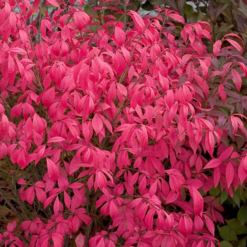 Euonymus alatus 'Unforgettable Fire' - Hardy Shrub - Gorgeous Hot Pink Autumn Foliage - Low Maintenance Plant - Easy to Grow Your Own - Compact Variety - 3X 9cm Pot by Thompson and Morgan (3)
