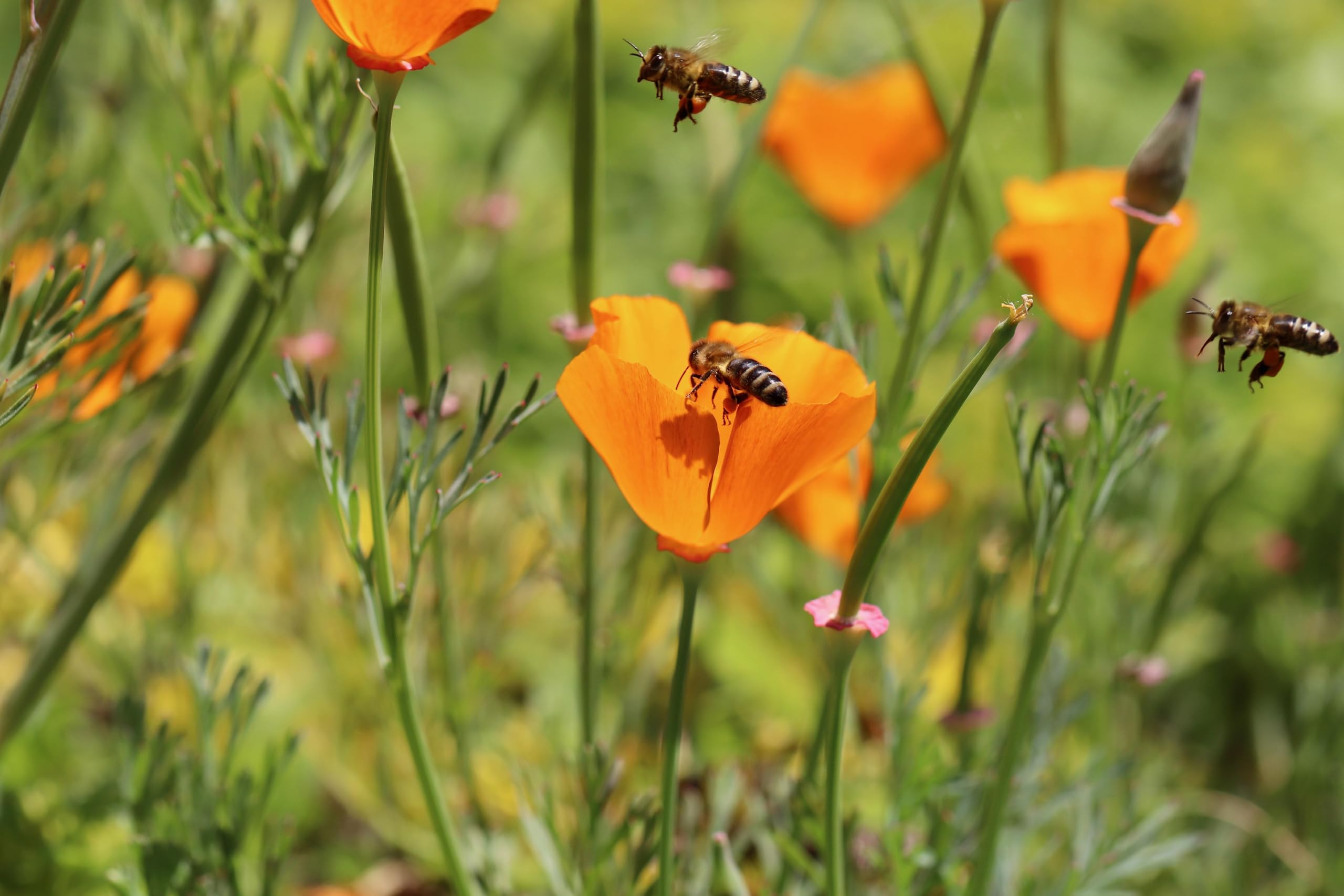 Goldmohn (Eschscholzia californica) Samen. Kalifornischer Mohn, Goldbecher. Heilpflanze (20000 Samen = 26,0g)