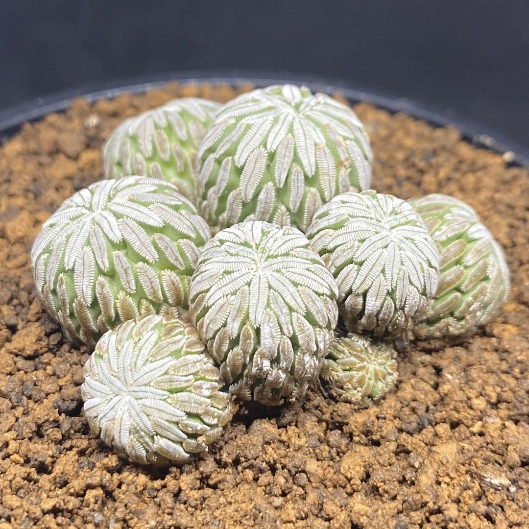 Amazon.co.jp: ペレキフォラ 精巧丸 群生株 サボテン レア種 抜き苗