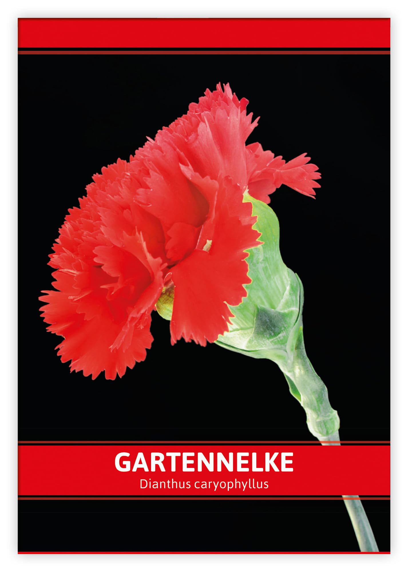 FLORTUS W5243-100x Gartennelke für Werbezwecke (100 Tütchen) (Nelkensamen)