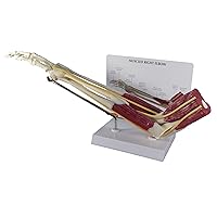 Vista 1 de GPI Anatomicals - Modelo de codo musculoso, modelo de codo derecho con músculos para la educación en anatomía y fisiología humana