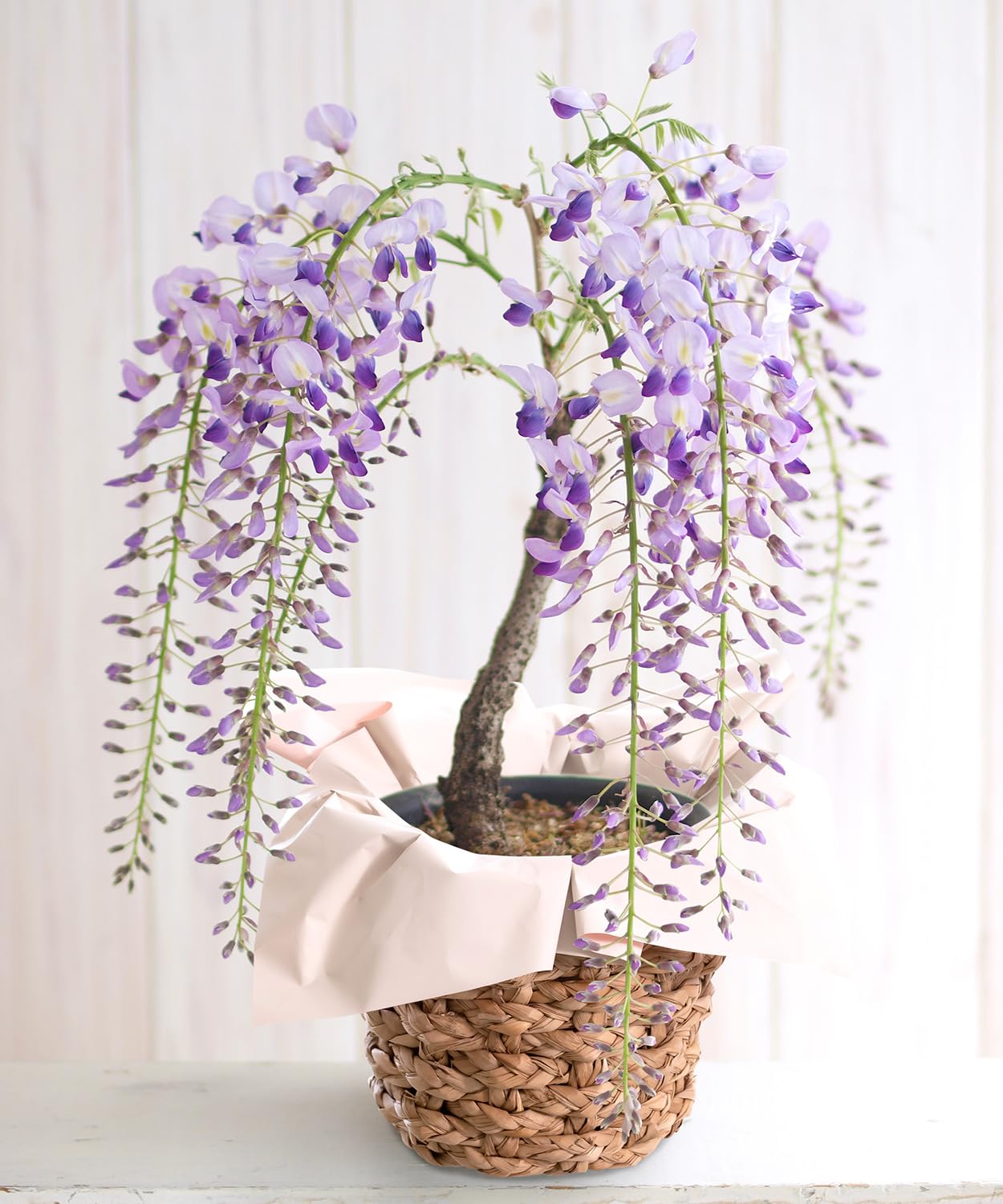 Amazon｜風味絶佳.山陰 母の日のプレゼント 人気 母の日ギフト 花 一才