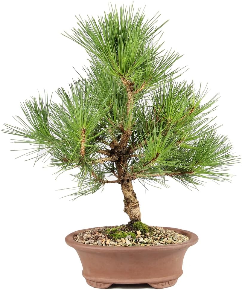 Japanese Black Pine