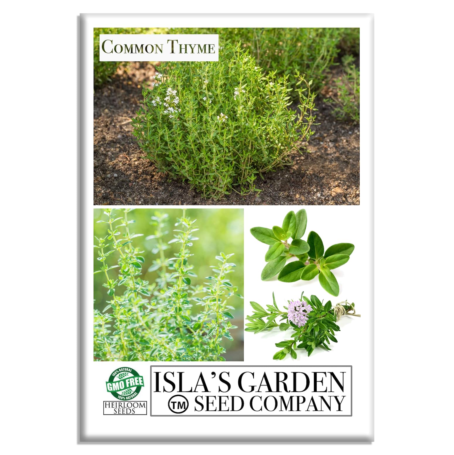 Common Thyme Seeds – 1000+ Heirloom Non-GMO Seeds by Isla’s Garden Seeds, Aromatic & Flavorful, Perfect for Culinary & Medicinal Use, Easy to Grow, Great for Herb Gardens & Container Planting
