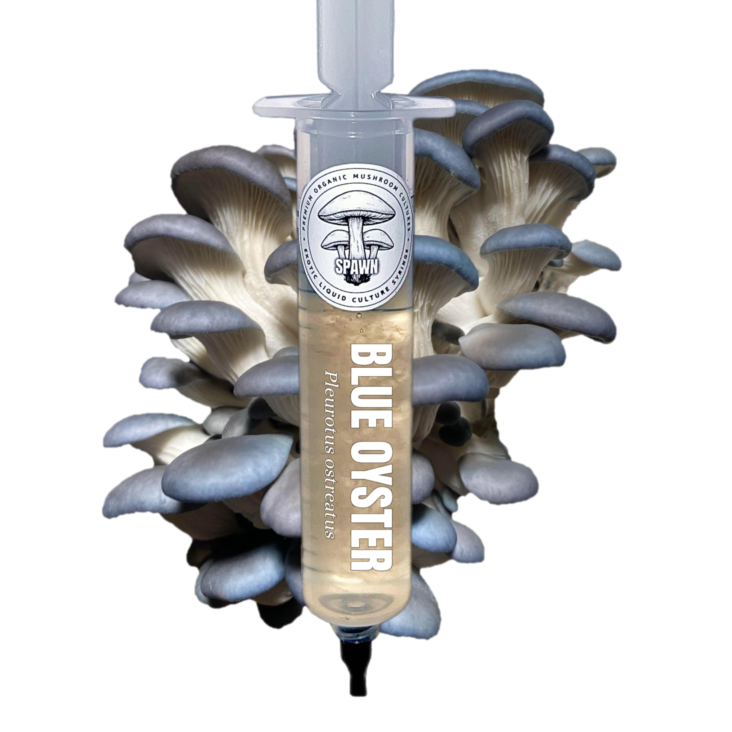 Blue Oyster (Pleurotus ostreatus) Liquid Culture 20mL | Spawn Mycology