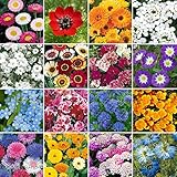 Wild Flower Premium Seed Mix No Grass Meadow Bees & Butterfly | 100% Flowers (500g)