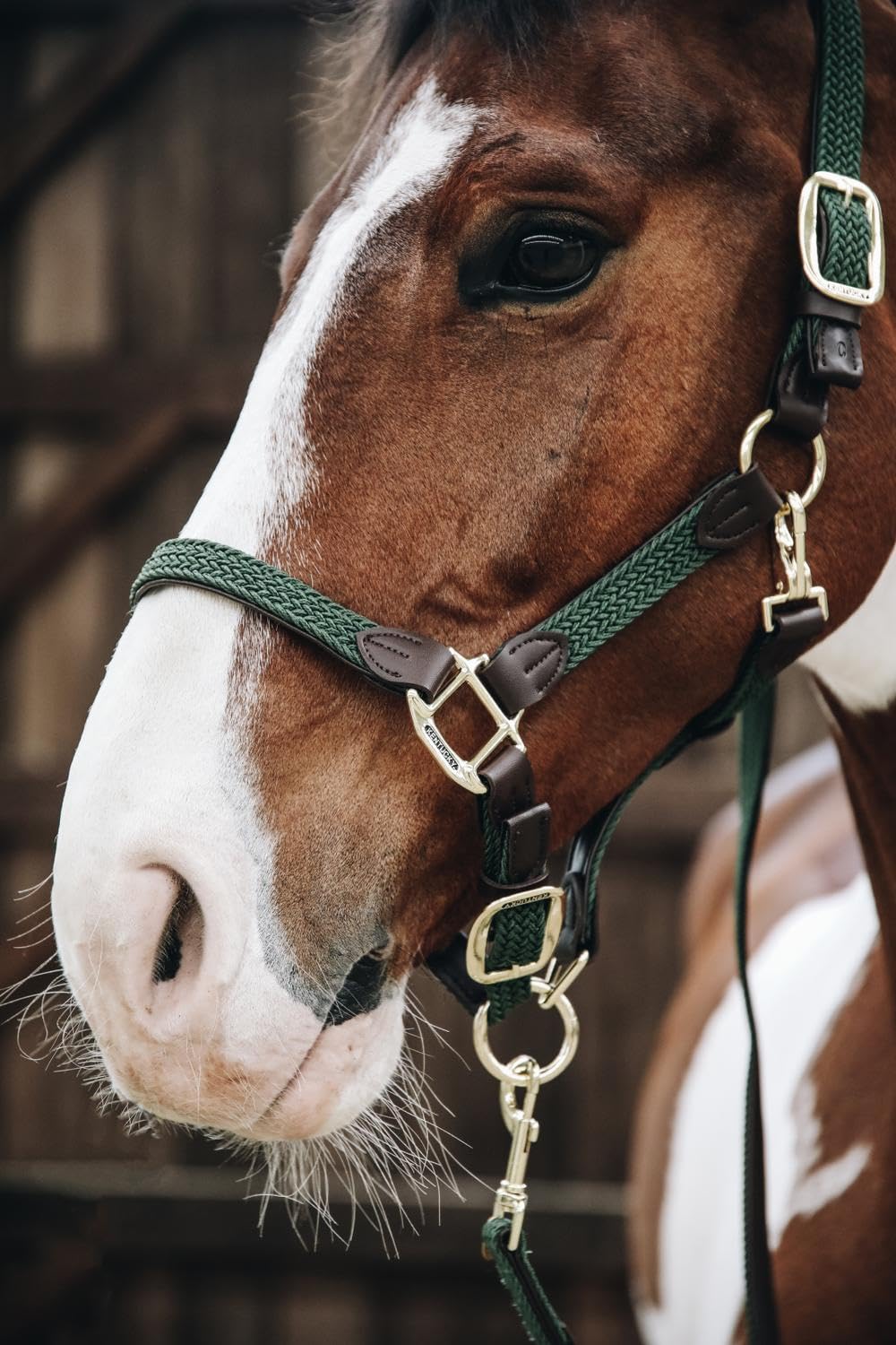 Kentucky Cabezada para Caballos Nylon Trenzada