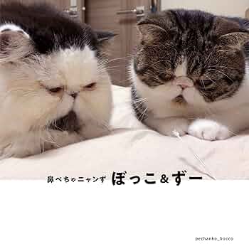 はなまめさま専用　TIMIDE がま口ポーチ　ネコ　エキゾチック　鼻ぺちゃ 羽根に必死な猫と飽き性な白猫。エキゾチックロングヘアのはまち