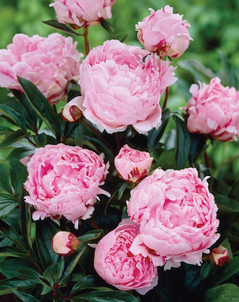 Van Zyverden Sarah Bernhardt Peonies Roots Set of 5