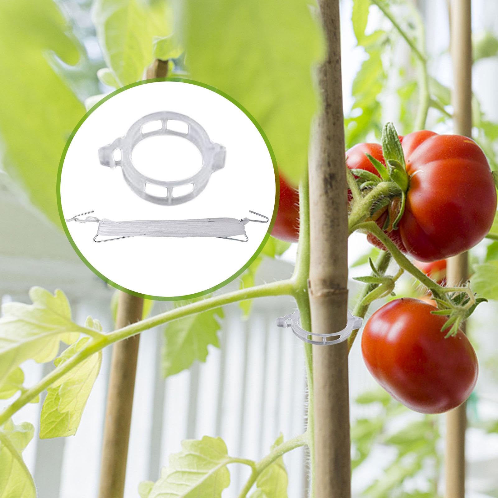 Ganci Per Pomodori Per Traliccio A Spago 10 Pezzi Di Molli Resistenti E | Ganci Per Verdure E Molli Per Piante Con Spago Da 10 m Per Esterno Verdura Frutta Piante Fiori Cetriolo Ang