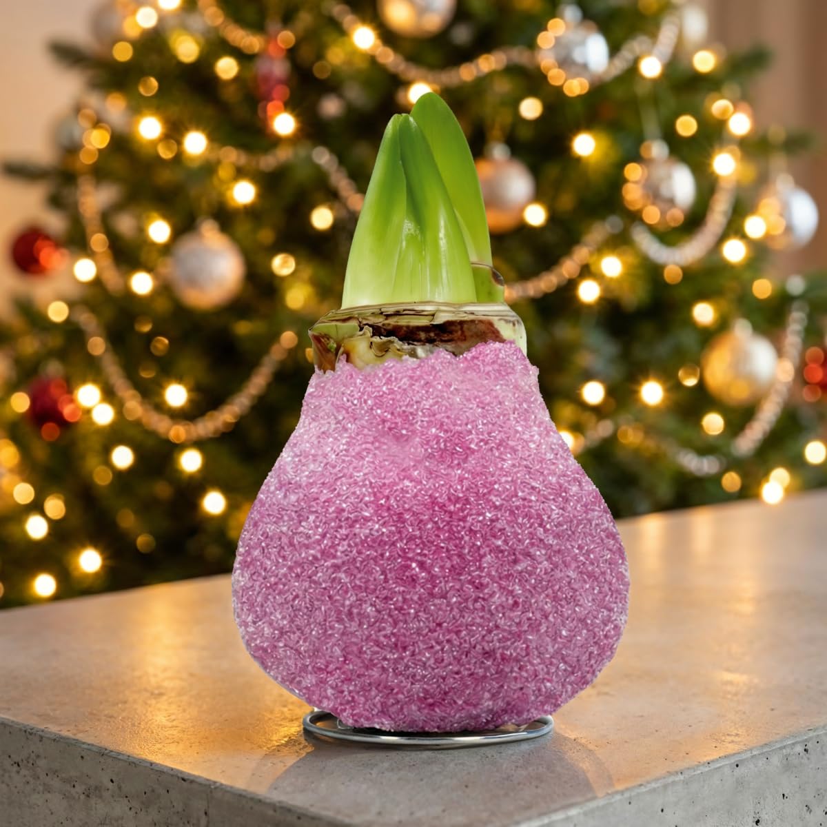 Amaryllis Bulbe Paillettes rose en cire - 2 pièces