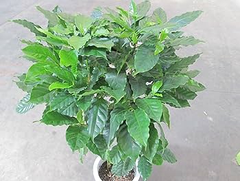 Amazon｜ノーブランド品 コーヒーの木 8号 (茶色) アフリカ産