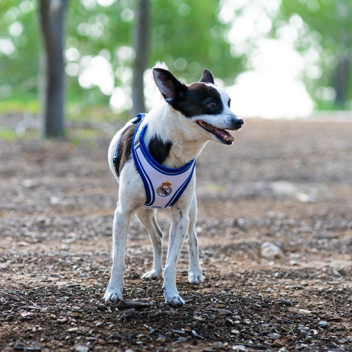 Real Madrid Dog Harness Size S Official Design Embroidered Shield and Secure Fit – Real Madrid Dog Harness – Resistant and Comfortable Accessory for Medium Dogs Total Control and Meringue Style Every 9