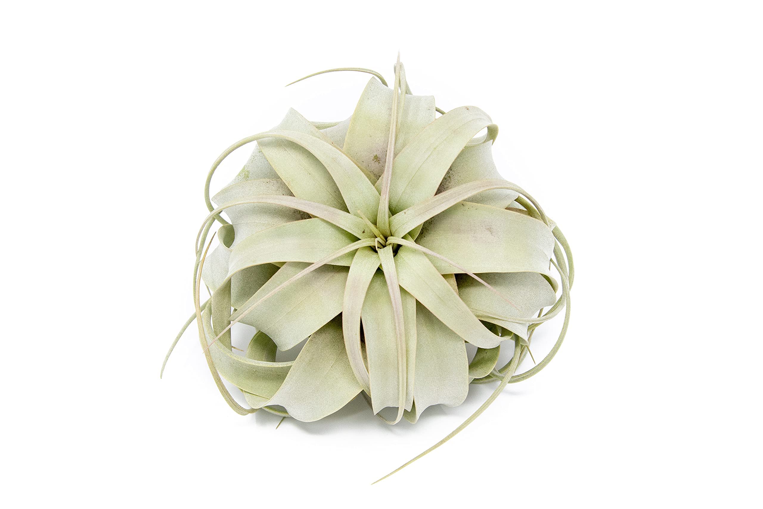 Large Xerographica Air Plants 5 to 7 Inch Wide - Air Plants Live Tillandsia Succulent House Plants - Home and Garden Decor - Easy Care Indoor Plants