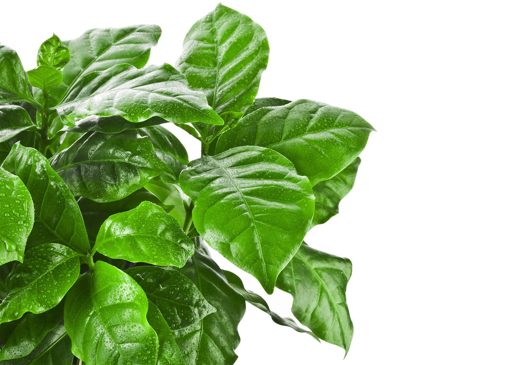 Bloomique Coffea Arabica Caféier Plante d’intérieur Hauteur 20-30 cm Pot 12 cm Lot de 2