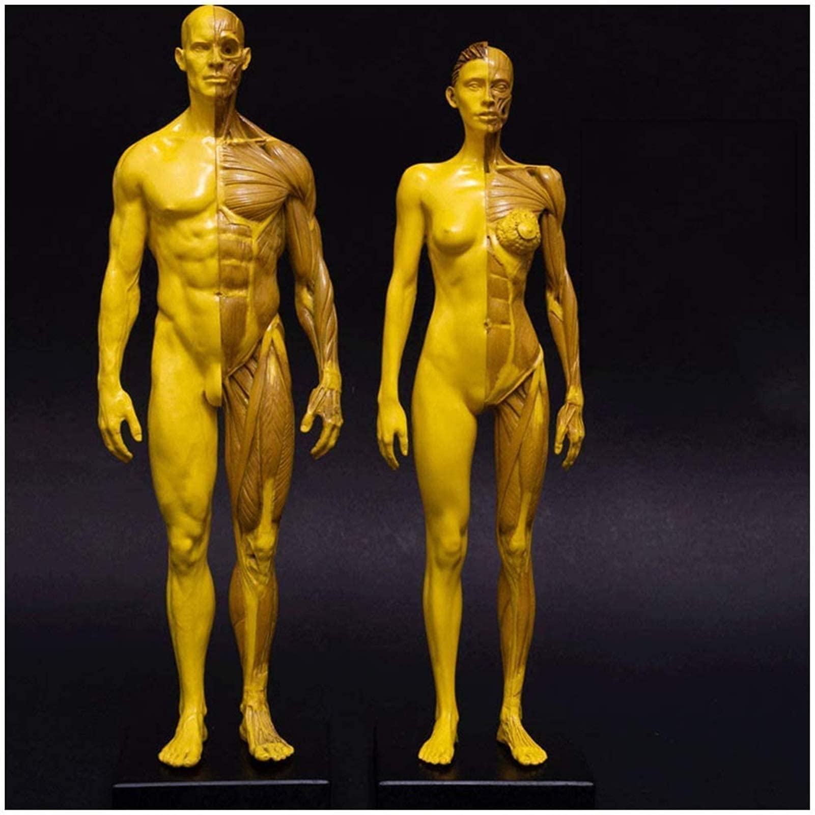 Modello di Studio Modello educativo Figura Umana Figura Femminile/Maschile Modello osseo Muscolare Umano Corpo Umano Modello muscoloscheletrico/Maschio,Combination