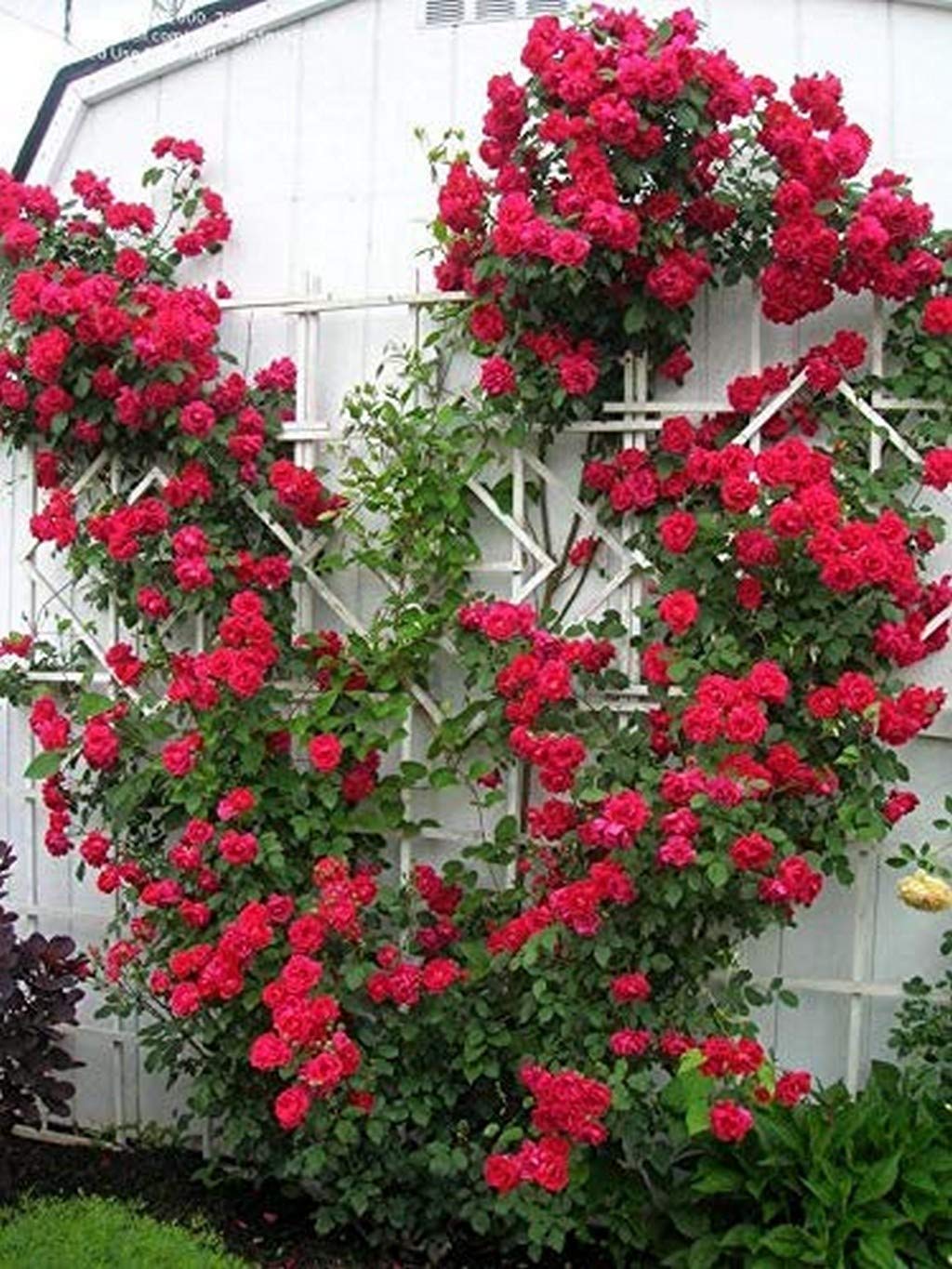 Creative Farmer Care Rare Red Climbing Rose Plant B