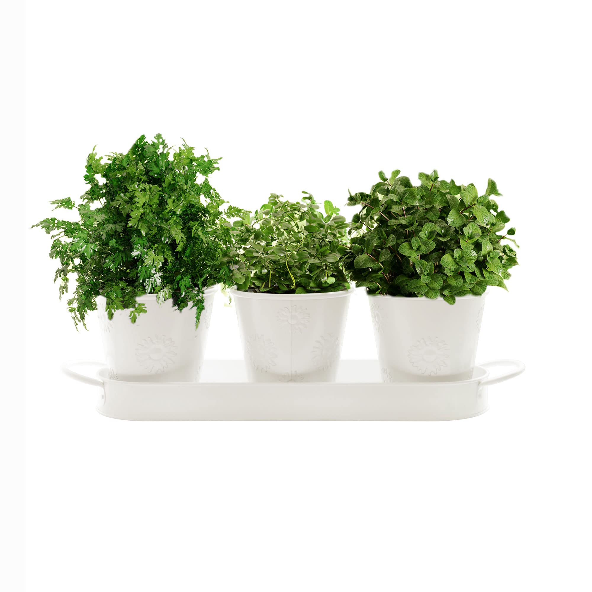 Buy Barnyard Designs Farmhouse Herb Garden Planter Indoor Planter Set