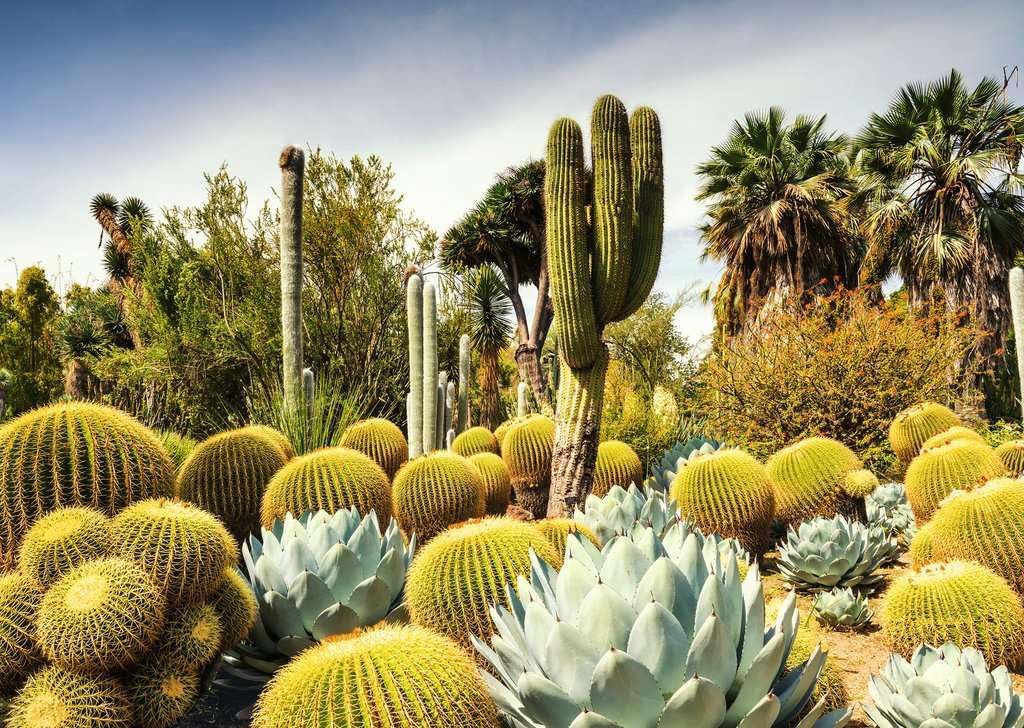 Erwachsenenpuzzle 1000 Teile - Der Huntington Wüstengarten, Kalifornia, USA: Beautiful Gardens