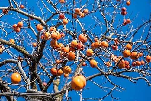 100 semillas de árbol de caqui. Semillas de árboles frutales de caqui japonés para plantar. Semillas exóticas de caqui Fuyu, semillas de Kaki