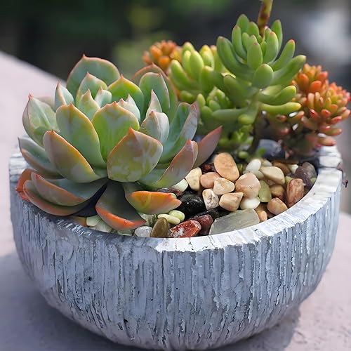 Miniatura 5 de Rocas para Suculentas, Guijarros Pulidos de 38 Pulgadas para Plantas de Interior, Rocas de Río Decorativas para Plantas de Interior, Relleno para
