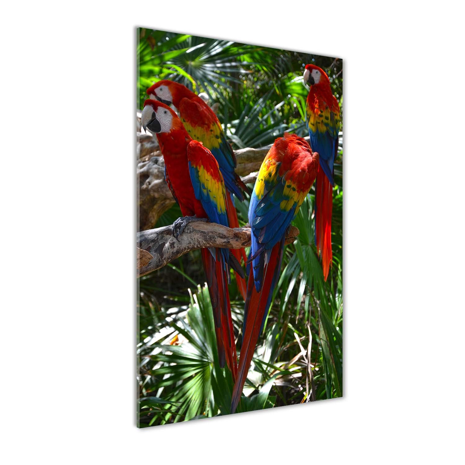 Tableaux pour le mur en verre acrylique Tulup déco salon motif perroquets