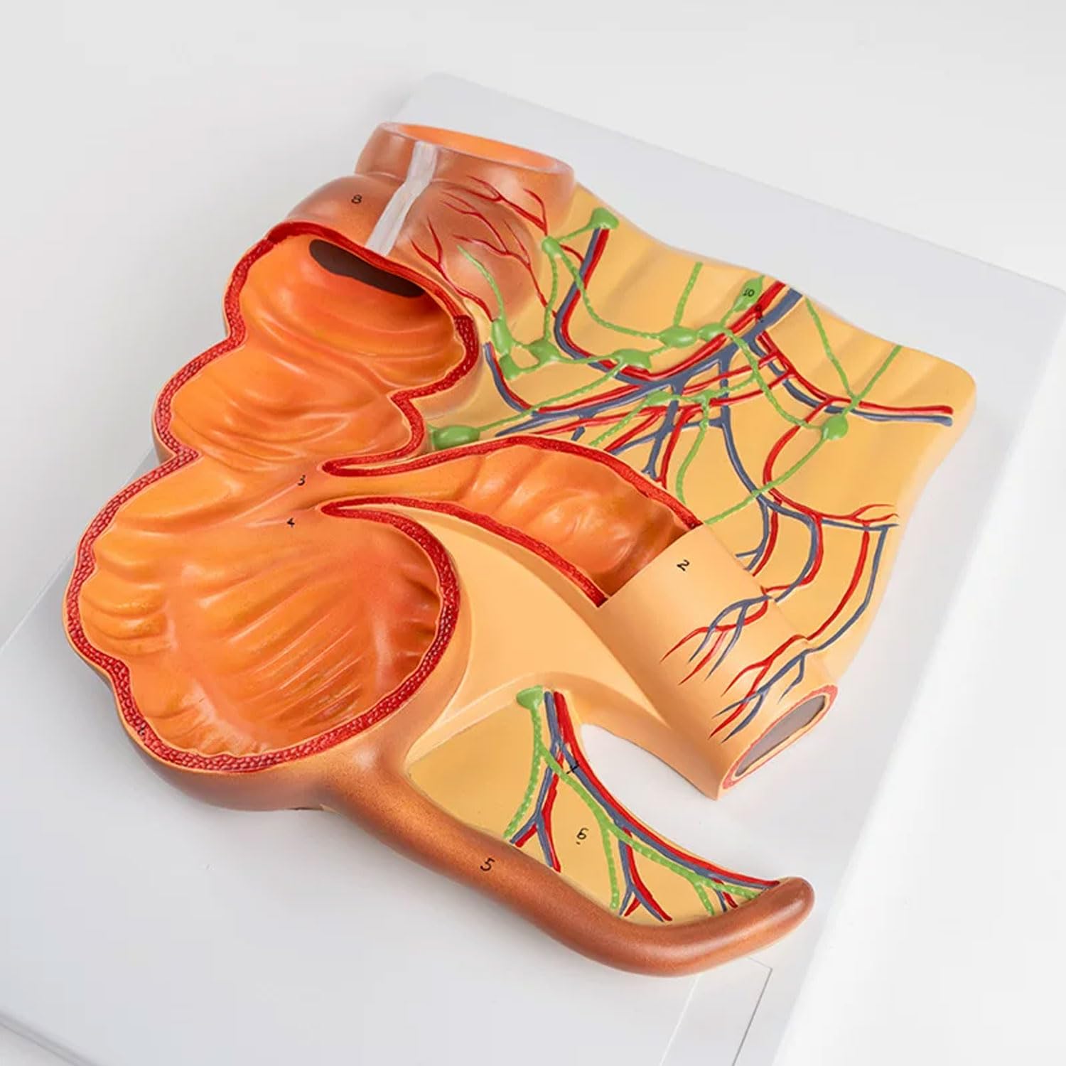 JOSBY Human Rectum & Appendix Model, Enlarged Cecum Appendix Organ Anatomy Model, With Digital Mark, Digestive System Demonstration, Medical Teaching Aids, For Student Doctor Training