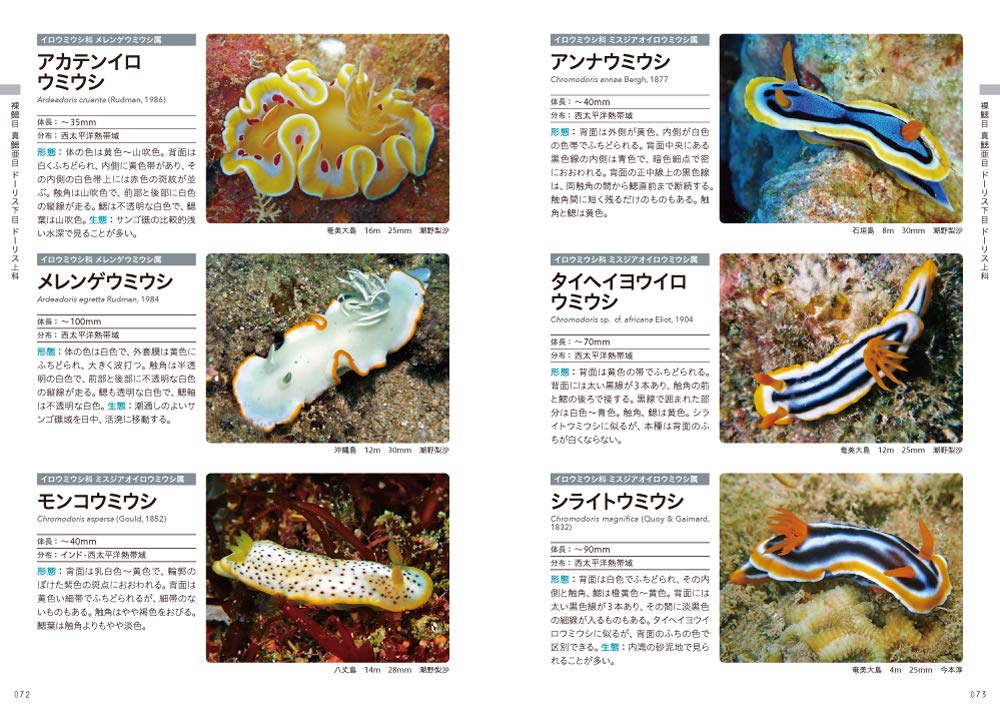 フィールド図鑑 日本のウミウシ 中野 理枝 本 通販 Amazon フィールド図鑑 日本のウミウシ 中野 理枝 本 通販 Amazon