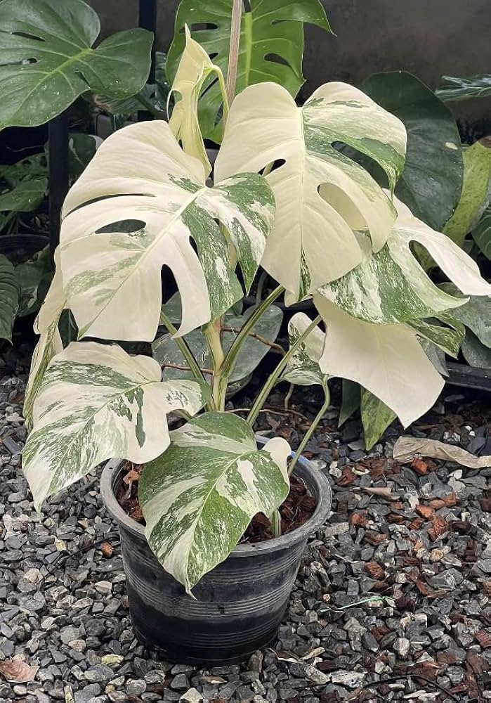 Amazon.com : Monstera Albo Variegated Plant 4 Leaf Full