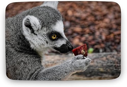 Natural Lemur - Tapete para todas las estaciones resistente a las manchas y a la decoloración de perfil bajo para interiores y exteriores fácil de