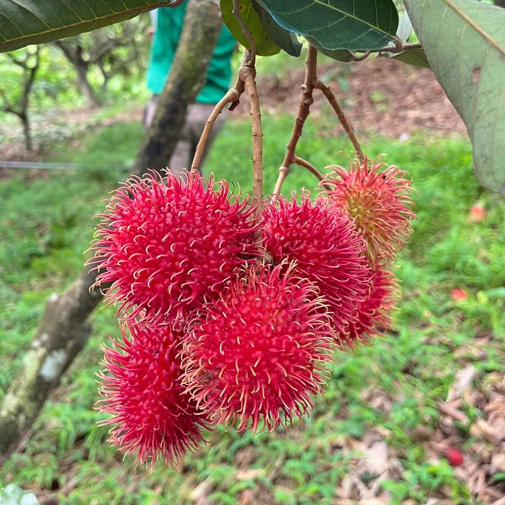 30 Piezas De Semillas De Manzano Bonsái Enano, Cultivo Exótico De árboles Frutales De Interior Semillas Raras