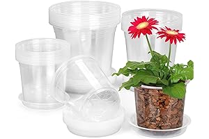 24-Pack Clear Planters: Cultivating Plant Health in Durable and Versatile Pots