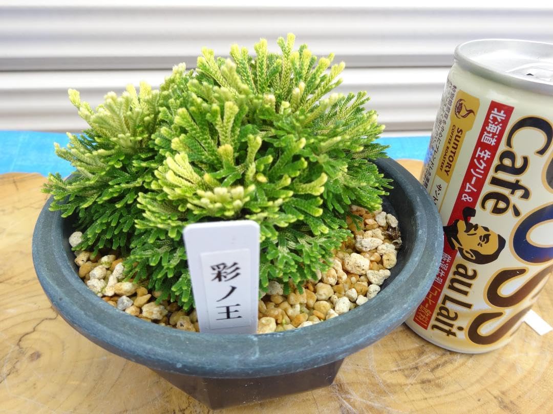 完売【植木】岩松