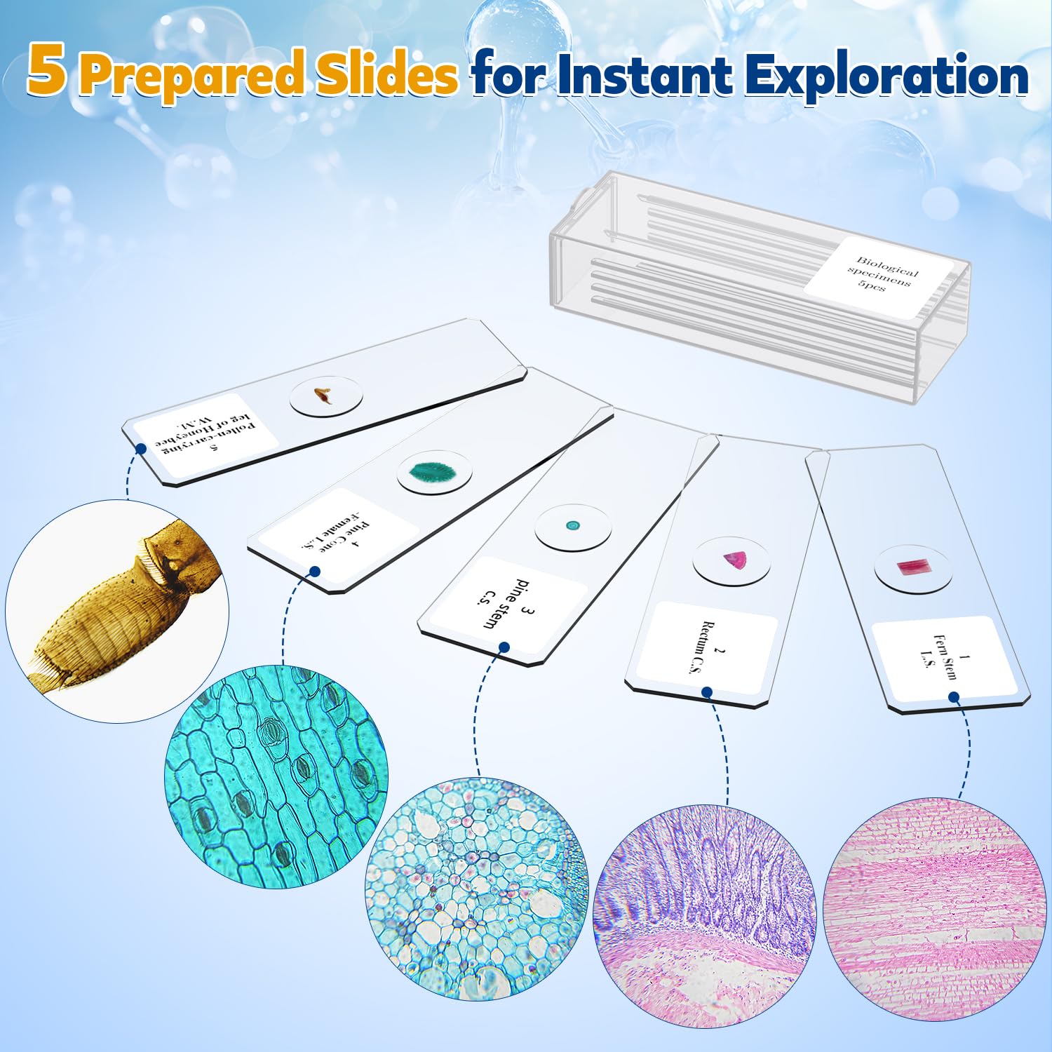 Microscopio compuesto 40X-2000X para niños y adultos: microscopio biológico con diapositivas y estuche de almacenamiento, kit educativo de ciencia de laboratorio escolar para estudiantes principiantes