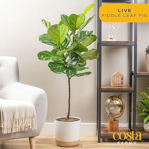 Costa Farms Fiddle Leaf Fig Tree - Thumbnail 4