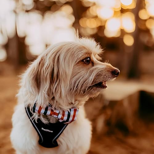 Miniatura 3 de Lionheart - Collar de lazo a cuadros, collar ajustable de Navidad para perros medianos