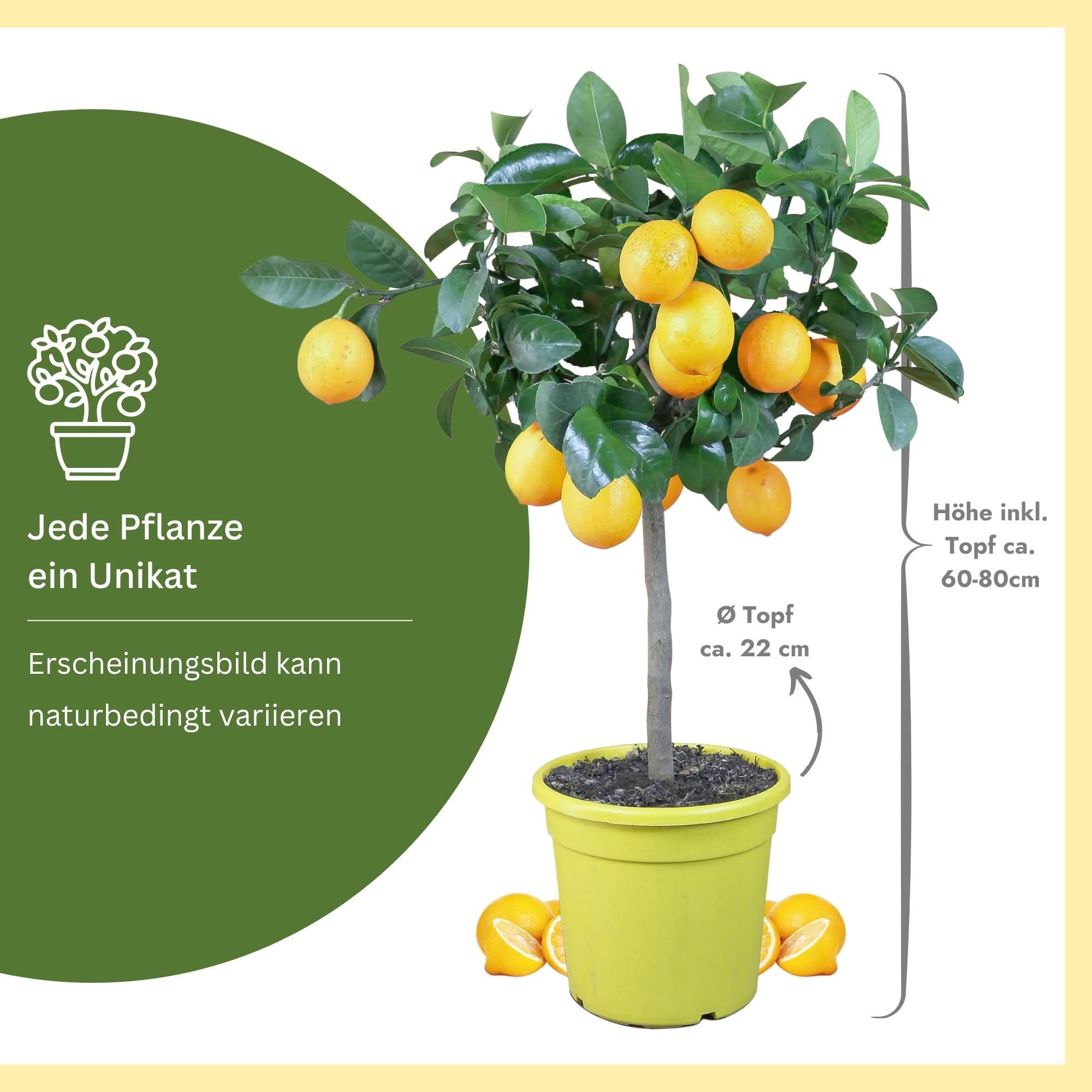 Meine Orangerie Meyer-Zitrone - echte Zitruspflanze - veredelter Zitronenbaum - Citrus limon 'meyeri' - Meyer Lemon - Fruchtreife Zitronen Pflanze in Gärtnerqualität (Mezzo [M])