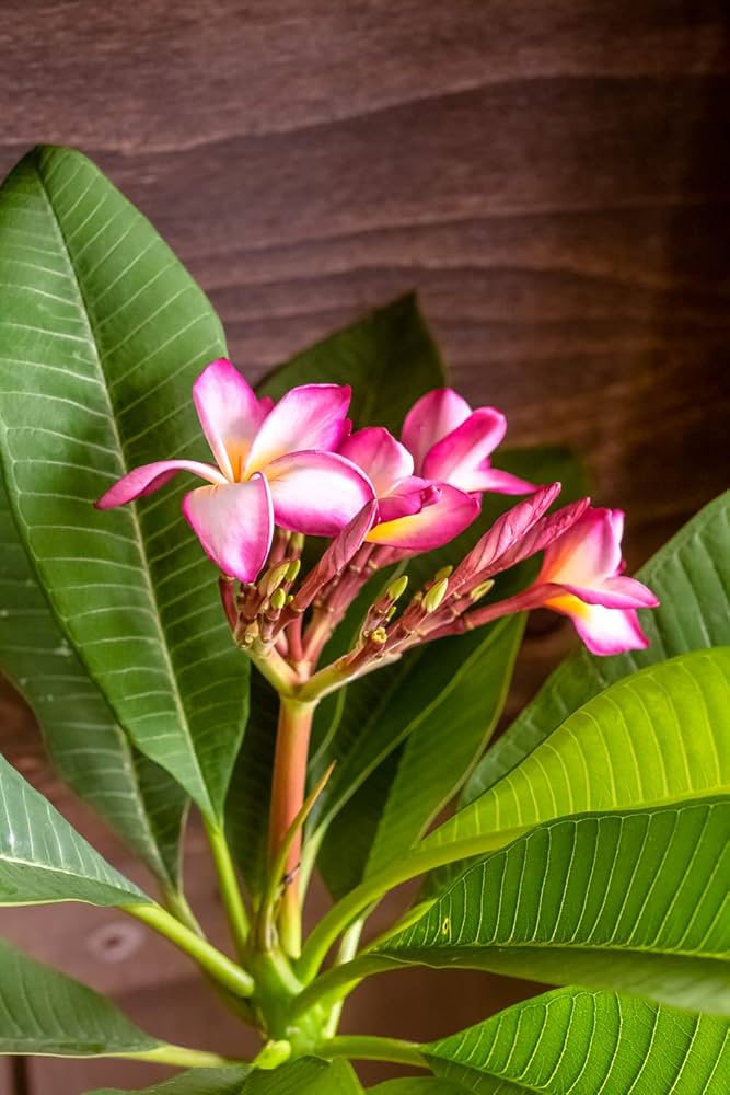 プルメリア出品 Amazon.co.jp: プルメリア ヘブン 4号鉢（直径12cm） ジャングル