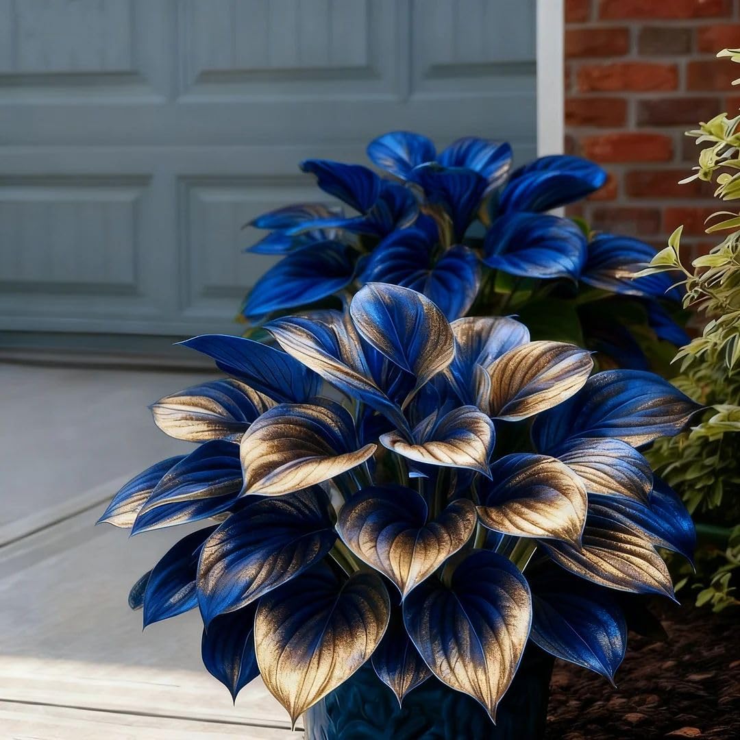 Mix Hosta Bulbs UK, Hostas Rhizome for Planting, Hardy Perennial, Excellent Display, Natural Organic-8 Bulbs-F