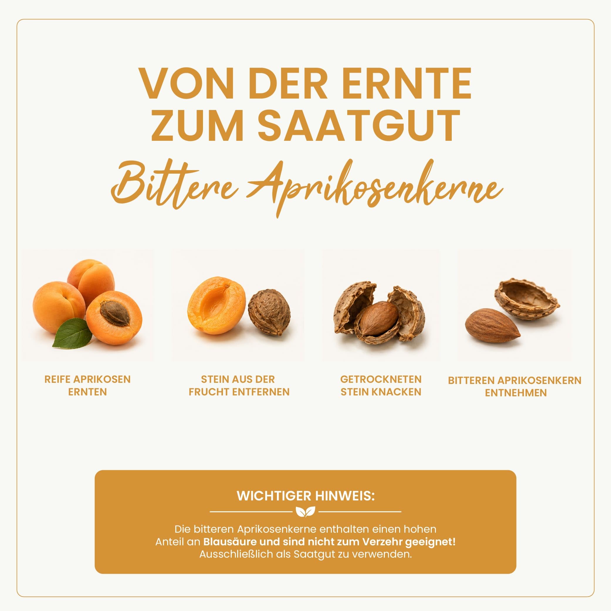 10 kg Bittere Aprikosenkerne | naturbelassen | Saatgut | bitter | Kerne Samen