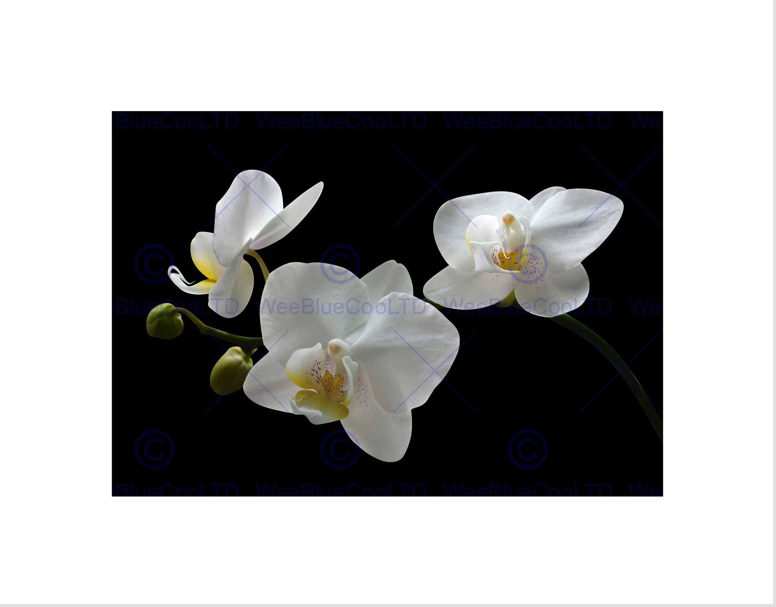 Wee Blue Coo PHOTO COMPOSITION WHITE FLOWER PETALS CLOSE UP COOL FRAMED ART PRINT B12X13096