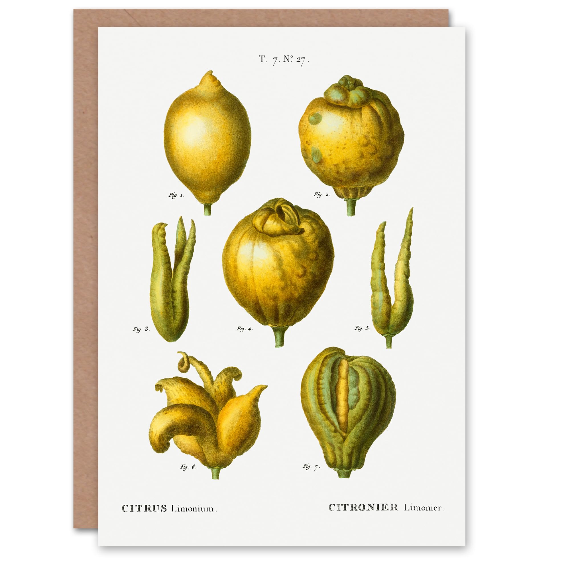 Artery8 Greeting Card - Lemon Citrus Fruit Vintage Illustration - White