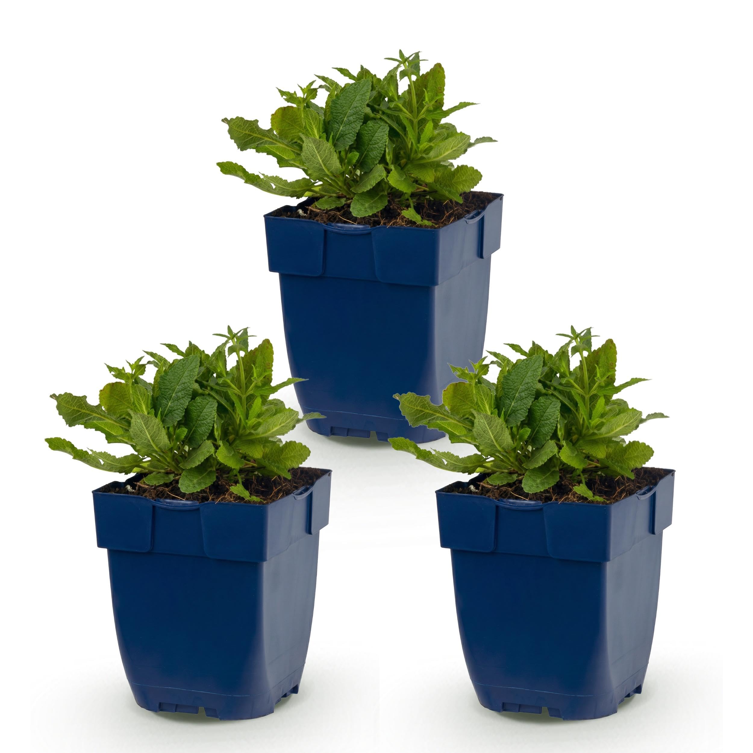 Salvia nem. Schneehügel – szałwia – rośliny przyciągające pszczoły i motyle – biała – 3 rośliny - 15-25cm - Ø11cm - Roślina ogrodowa