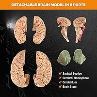 Vista 4 de BEAMNOVA Modelo de cerebro humano para enseñar neurociencia con vasos Modelo de anatomía de tamaño real para aprendizaje Ciencias Exhibición