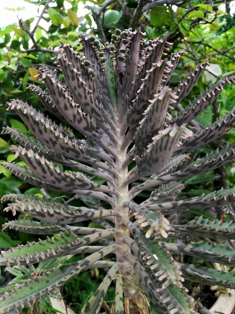 1 Kalanchoe Mother of Thousands Plant Live - Kalanchoe Bryophyllum 3-6" Tall for Planting