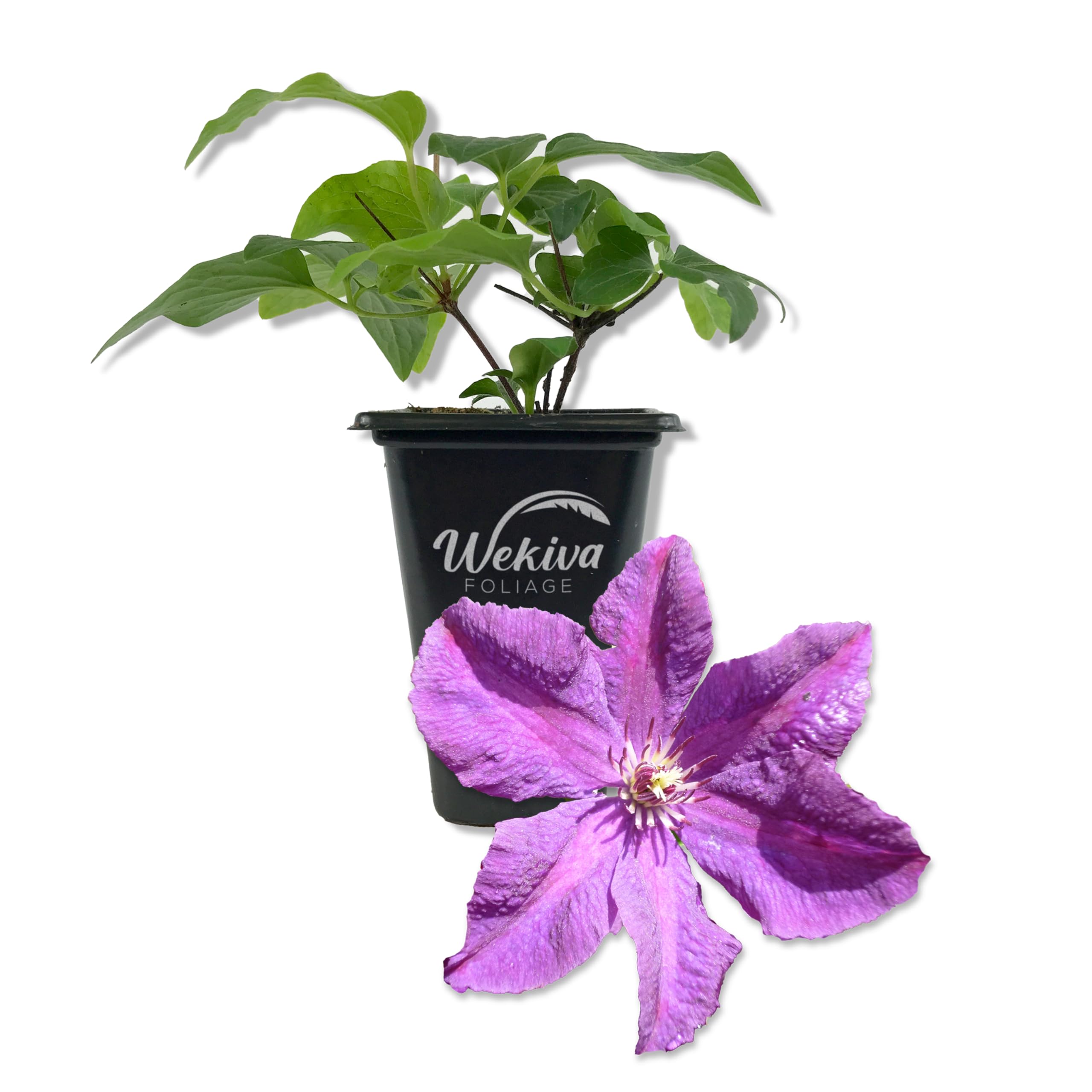 Amazon.com : Clematis Etoile Violette - Single - 2 Inch Pot - Late